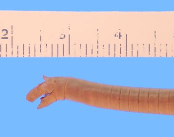 Media type: image; Herpetology A-9407